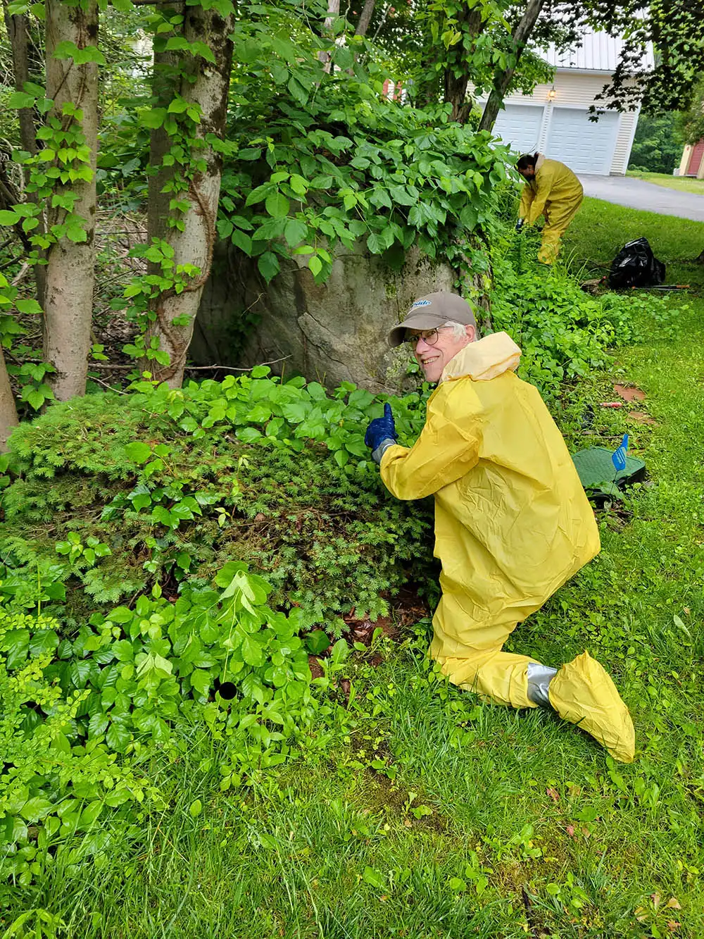 Two crew members in protective suits and gloves hand-pulling dense poison ivy vines from around a large granite boulder at a New Hampshire residential property